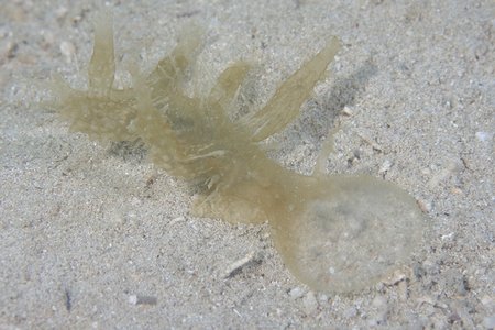 オオウラメリベ