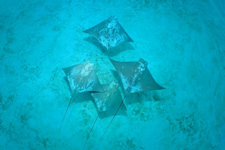 ウシバナトビエイ