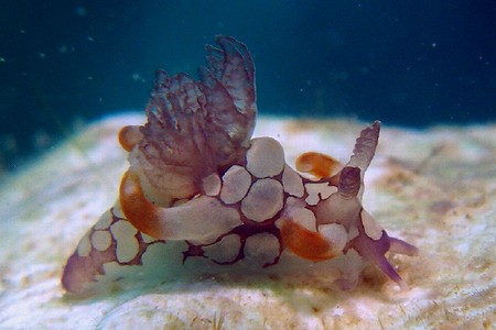 シラタマツガルウミウシ