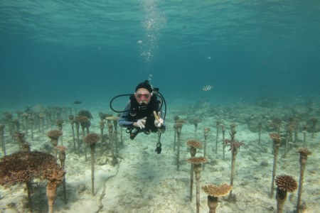 サンゴの養殖場