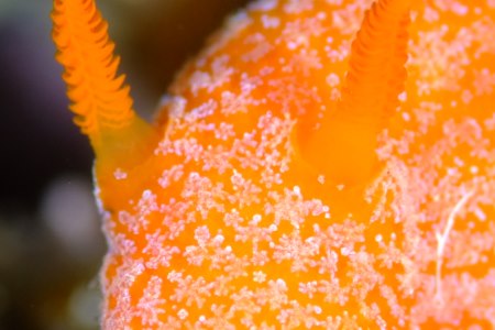 オレンジサメハダウミウシ