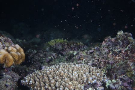 珊瑚の産卵