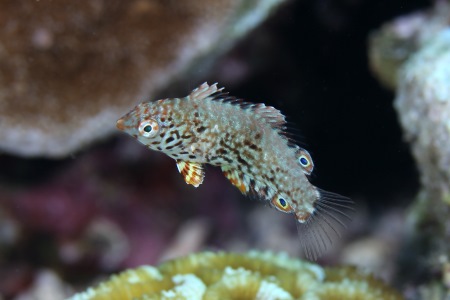 オグロノドグロベラの幼魚