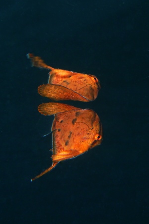 ナンヨウツバメウオの幼魚