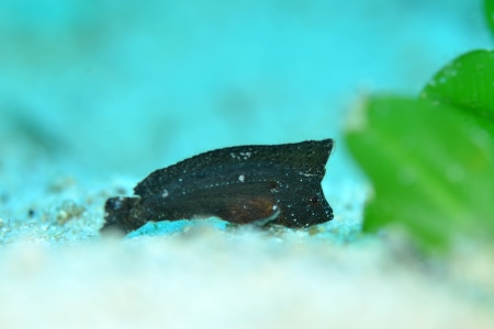 ツマジロオコゼの幼魚