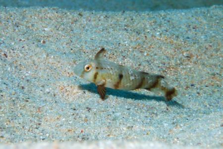 ホシテンスの幼魚