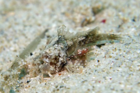 ヒメオニオコゼの幼魚