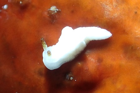 コトヒメウミウシ属の一種