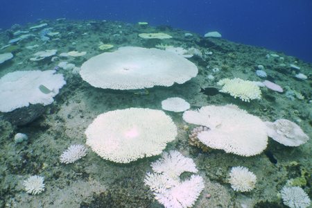 珊瑚の白化