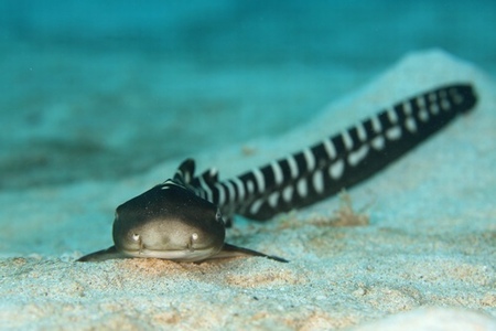 トラフザメ幼魚