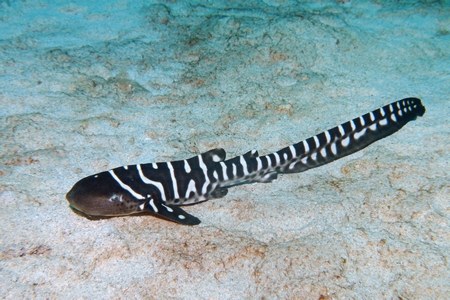 トラフザメ幼魚