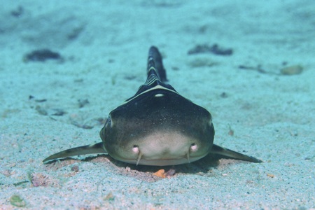 トラフザメの幼魚