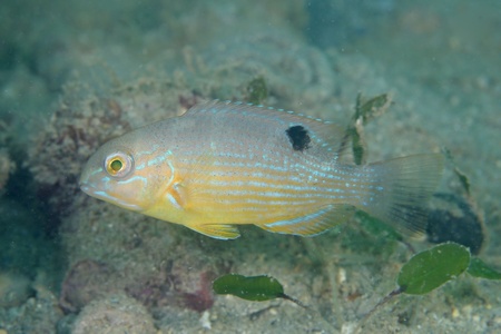 シロクラベラ幼魚
