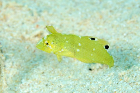 ヒラベラ幼魚
