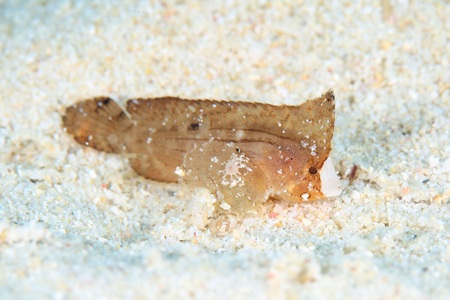 ツマジロオコゼ幼魚