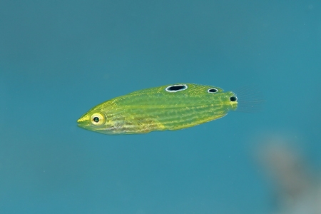 コガネキュウセン幼魚