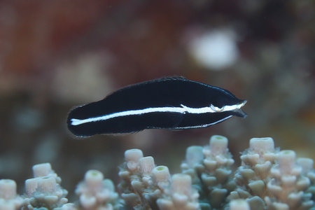 クロベラ幼魚