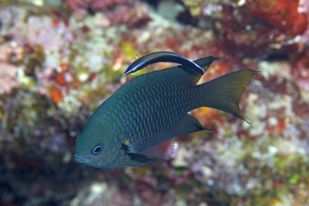 ニセクロスジギンポ幼魚
