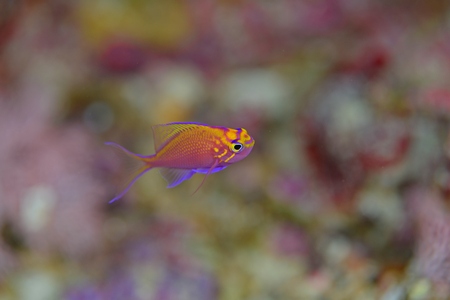 ハナゴンベ幼魚