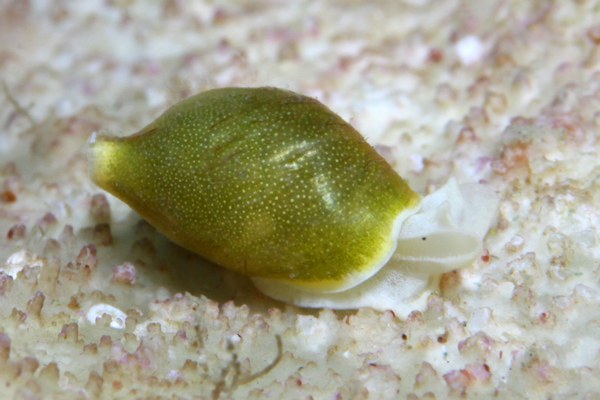 ウスカワブドウギヌ属の一種