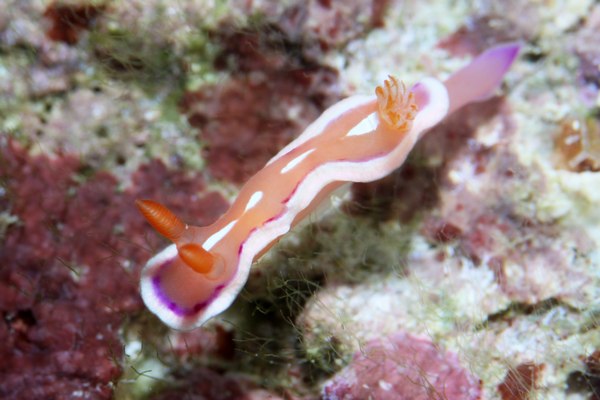 クラサキウミウシ