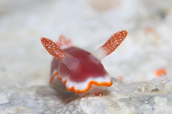 ウスクレナイウミウシ