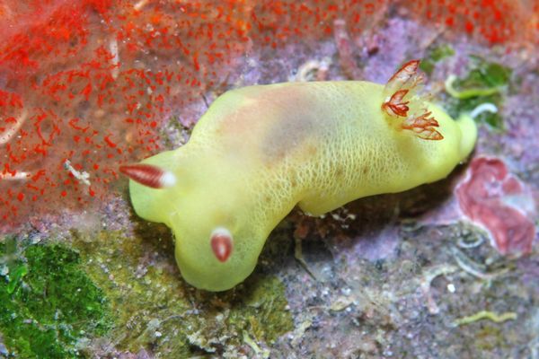 ウエルコニア・ラボウトイ