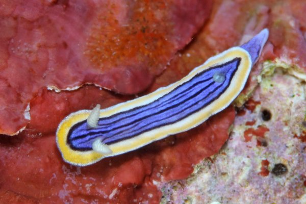 コンガスリウミウシ