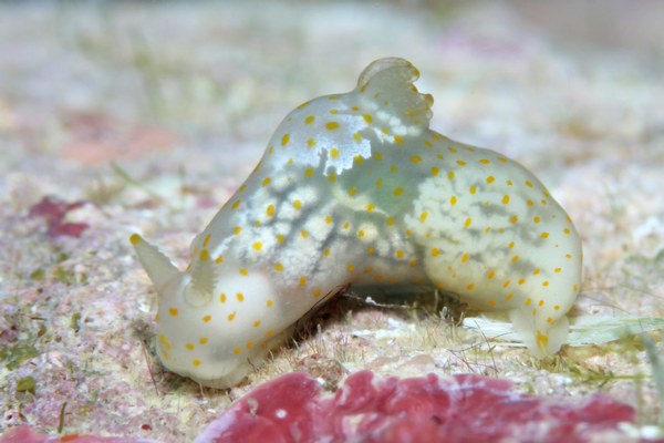 スカシキヌハダウミウシ