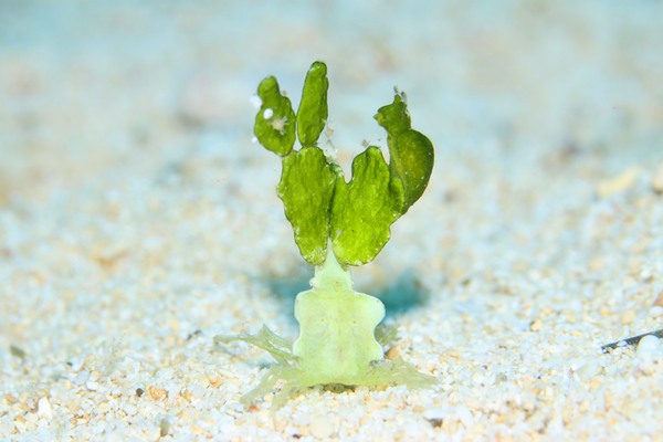 ウチワミドリガイ