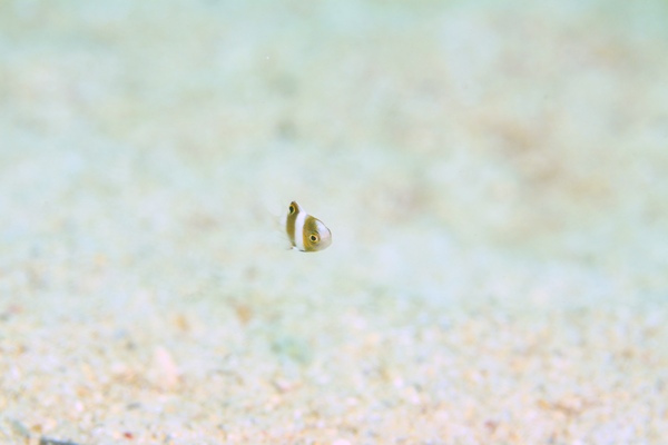 ダンダラスズメダイ