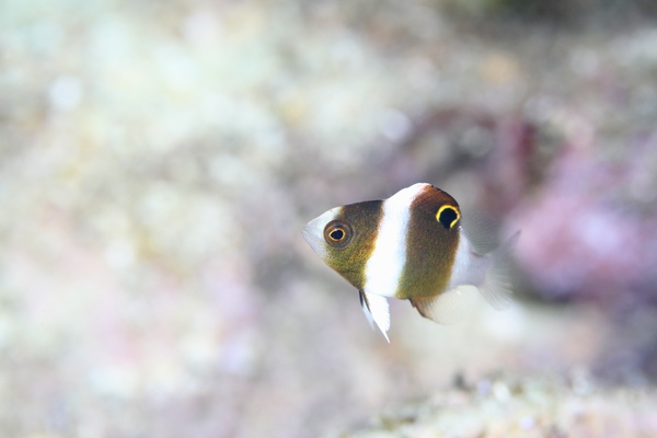 ダンダラスズメダイ