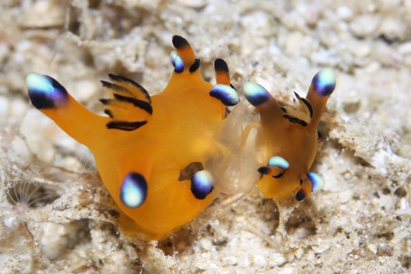 ウデフリツノザヤウミウシ