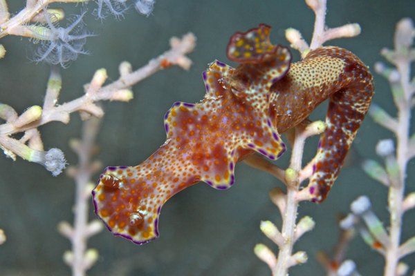 テヌウニシキウミウシ