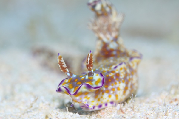 テヌウニシキウミウシ