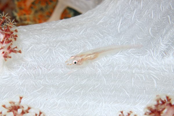 セボシウミタケハゼ