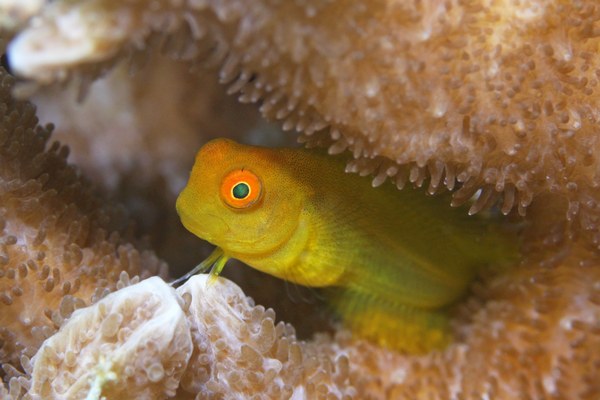 インドカエルウオ