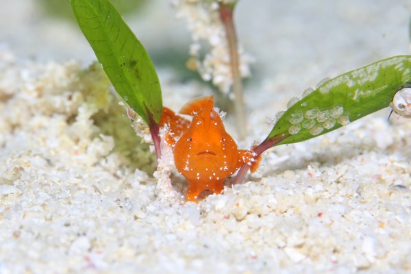 オオモンカエルアンコウ