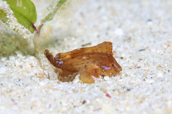 マスダオコゼ属の一種