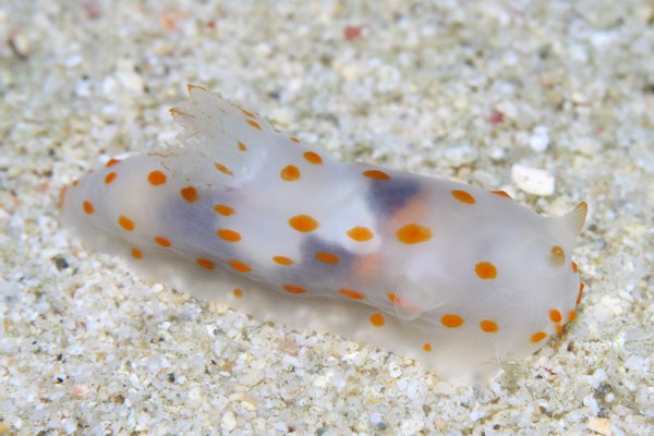 キヌハダウミウシ属の一種