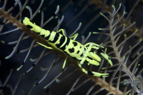 ラオメネス・コルヌトゥス