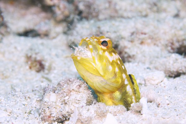 ホシカゲアゴアマダイ