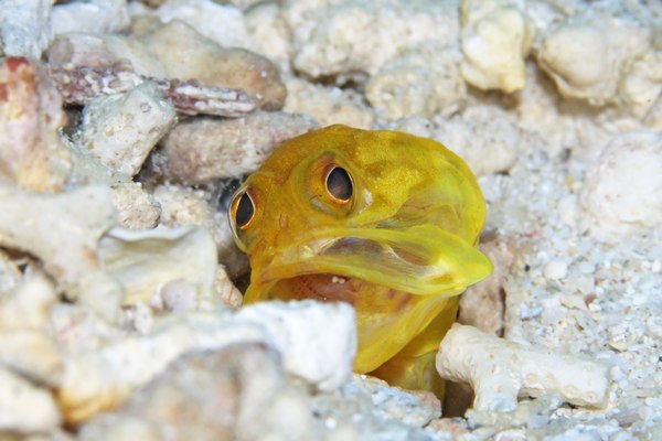 ホシカゲアゴアマダイ