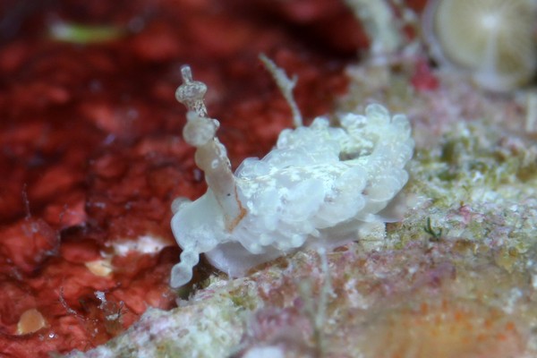 シロミノウミウシ