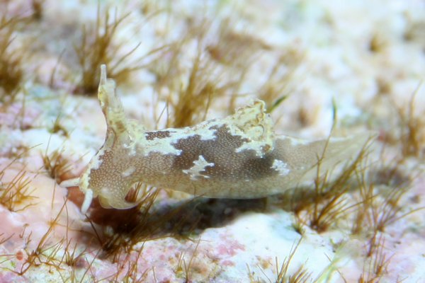 モウサンウミウシ