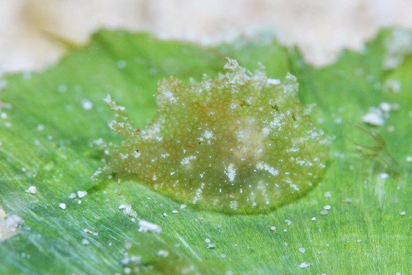 フウセンウミウシ