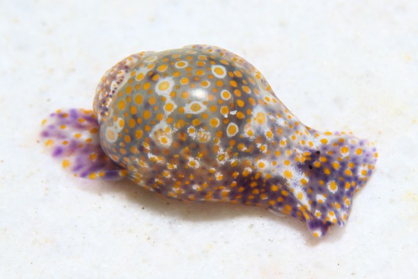 キホシミガキブドウガイ