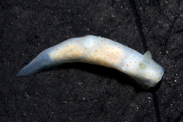 キヌハダウミウシ属の一種