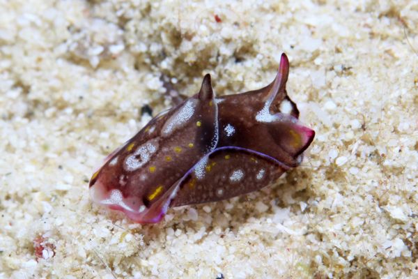 カラスキセワタ