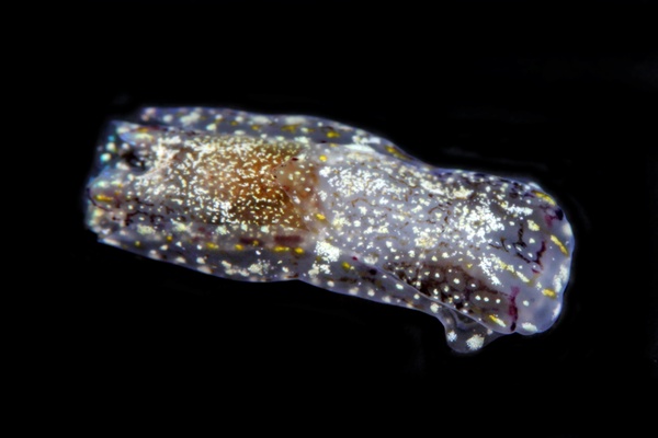 カノコキセワタ属の一種